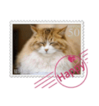 大人も使える 切手風 福々猫写真スタンプ（個別スタンプ：23）