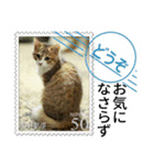 大人も使える 切手風 福々猫写真スタンプ（個別スタンプ：24）