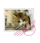 大人も使える 切手風 福々猫写真スタンプ（個別スタンプ：29）