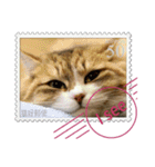 大人も使える 切手風 福々猫写真スタンプ（個別スタンプ：30）