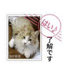 大人も使える 切手風 福々猫写真スタンプ（個別スタンプ：31）