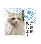 大人も使える 切手風 福々猫写真スタンプ（個別スタンプ：32）