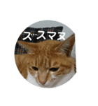 わが家の野良猫（個別スタンプ：7）