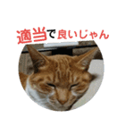 わが家の野良猫（個別スタンプ：21）