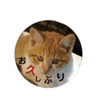 わが家の野良猫（個別スタンプ：33）