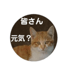 わが家の野良猫（個別スタンプ：34）