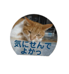 わが家の野良猫（個別スタンプ：37）