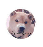 柴犬   ケンちゃん（個別スタンプ：3）
