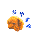 トイプードルまさる（個別スタンプ：3）