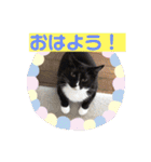 猫ボラさんちの保護猫たち（個別スタンプ：1）