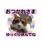 猫ボラさんちの保護猫たち（個別スタンプ：6）