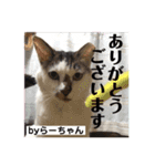 猫ボラさんちの保護猫たち（個別スタンプ：7）