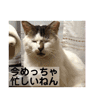 猫ボラさんちの保護猫たち（個別スタンプ：9）