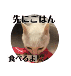 猫ボラさんちの保護猫たち（個別スタンプ：11）