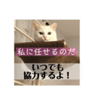 猫ボラさんちの保護猫たち（個別スタンプ：12）