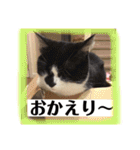 猫ボラさんちの保護猫たち（個別スタンプ：16）