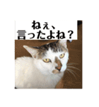 猫ボラさんちの保護猫たち（個別スタンプ：17）