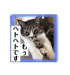 猫ボラさんちの保護猫たち（個別スタンプ：18）