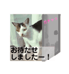 猫ボラさんちの保護猫たち（個別スタンプ：19）