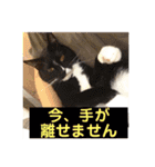 猫ボラさんちの保護猫たち（個別スタンプ：20）