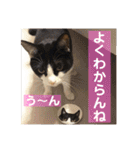 猫ボラさんちの保護猫たち（個別スタンプ：21）