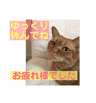 猫ボラさんちの保護猫たち（個別スタンプ：22）