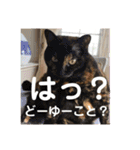 猫ボラさんちの保護猫たち（個別スタンプ：23）