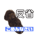 せんちゃんスタンプver1（個別スタンプ：31）