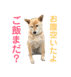 柴犬の小梅ちゃん（個別スタンプ：13）