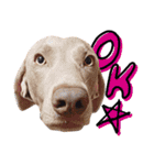 ワイマラナーのバロン Weimaraner（個別スタンプ：3）