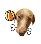 ワイマラナーのバロン Weimaraner（個別スタンプ：8）