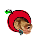 ワイマラナーのバロン Weimaraner（個別スタンプ：14）