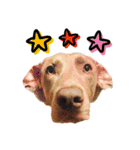 ワイマラナーのバロン Weimaraner（個別スタンプ：15）