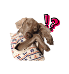 ワイマラナーのバロン Weimaraner（個別スタンプ：20）