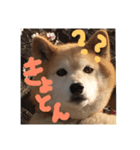 柴犬くっきーちゃん（個別スタンプ：4）