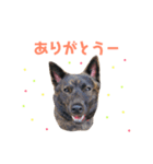 甲斐犬こうめの日常（個別スタンプ：21）