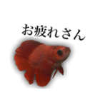 みんなの熱帯魚ベタ（個別スタンプ：2）