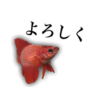 みんなの熱帯魚ベタ（個別スタンプ：17）