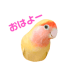 コザクラインコのティミーです。（個別スタンプ：1）