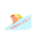 コザクラインコのティミーです。（個別スタンプ：2）