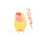 コザクラインコのティミーです。（個別スタンプ：4）