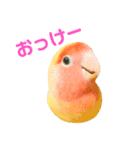 コザクラインコのティミーです。（個別スタンプ：6）