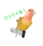 コザクラインコのティミーです。（個別スタンプ：9）