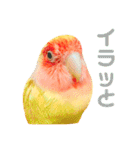 コザクラインコのティミーです。（個別スタンプ：13）