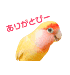 コザクラインコのティミーです。（個別スタンプ：14）