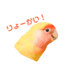 コザクラインコのティミーです。（個別スタンプ：21）