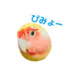 コザクラインコのティミーです。（個別スタンプ：23）