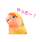 コザクラインコのティミーです。（個別スタンプ：24）