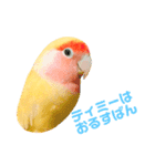 コザクラインコのティミーです。（個別スタンプ：30）