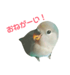 コザクラインコのティミーです。（個別スタンプ：33）